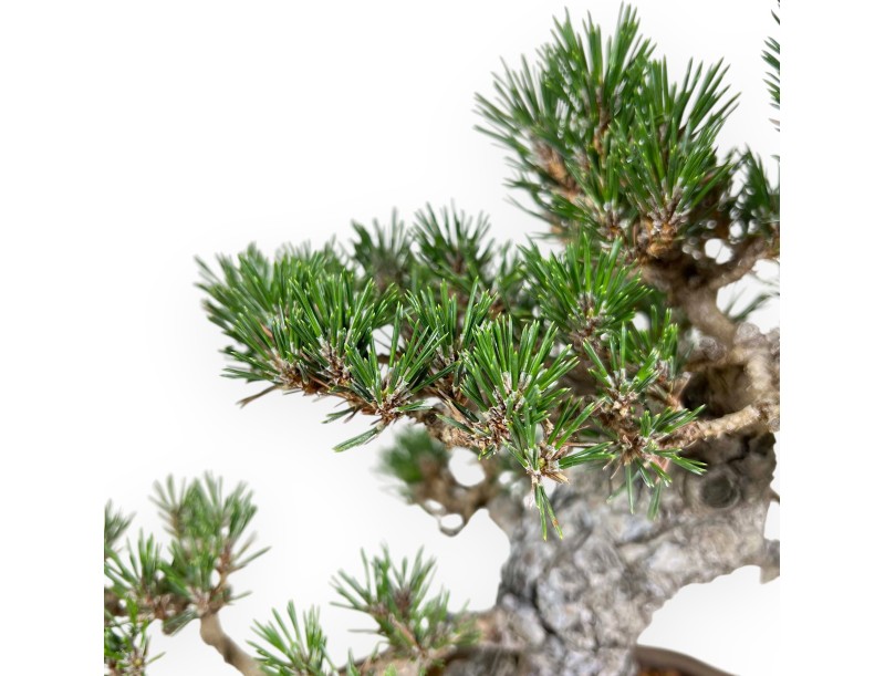 Pinus Thunbergii - Schwarz Kiefern - 36 cm