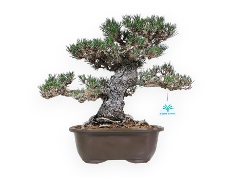 Pinus Thunbergii - Black Pine - 36 cm