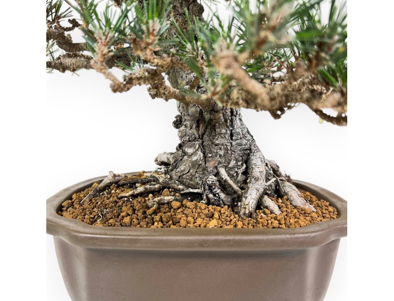 Pinus Thunbergii - Pino Nero - 36 cm