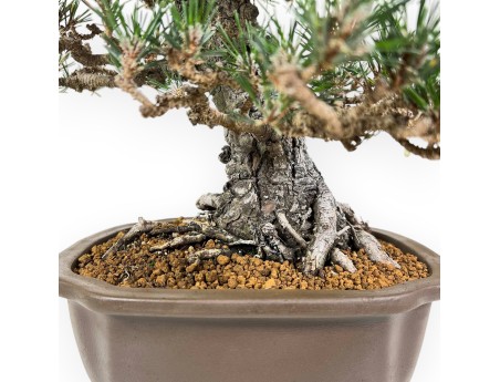 Pinus Thunbergii - Black Pine - 36 cm