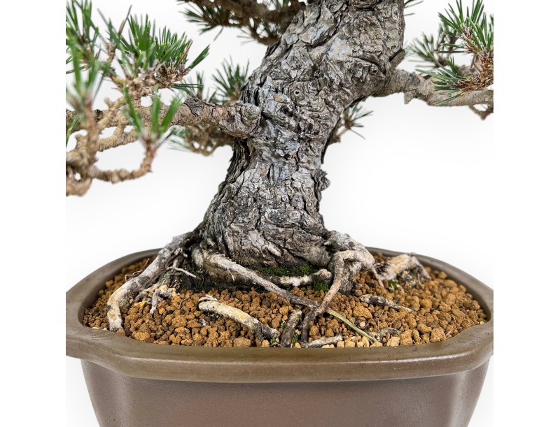 Pinus Thunbergii - Pino Nero - 36 cm