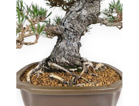 Pinus Thunbergii - Schwarz Kiefern - 36 cm