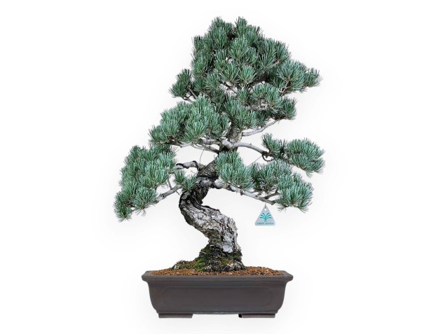 Pinus Pentaphylla - Pino - 65 cm
