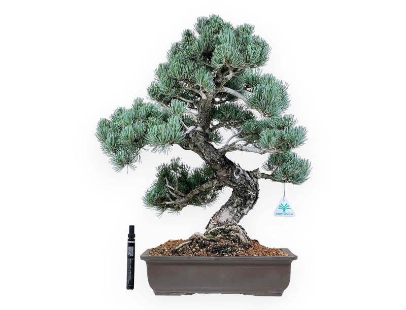 Pinus Pentaphylla - Kiefern - 56 cm