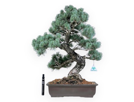 Pinus Pentaphylla - Den - 56 cm