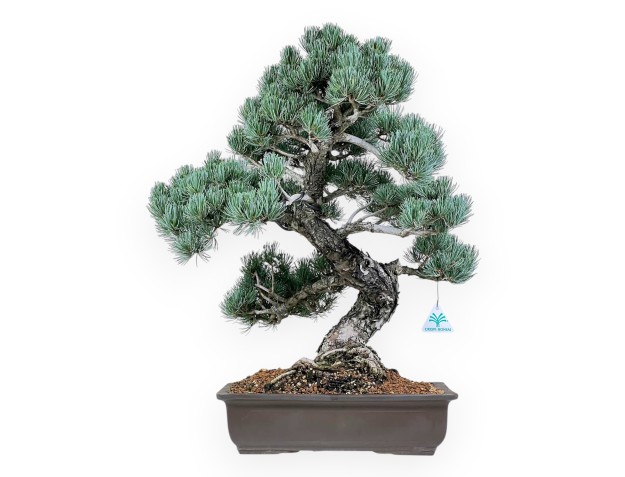 Pinus Pentaphylla - Pino - 56 cm