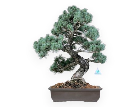 Pinus Pentaphylla - Pine five needles - 56 cm