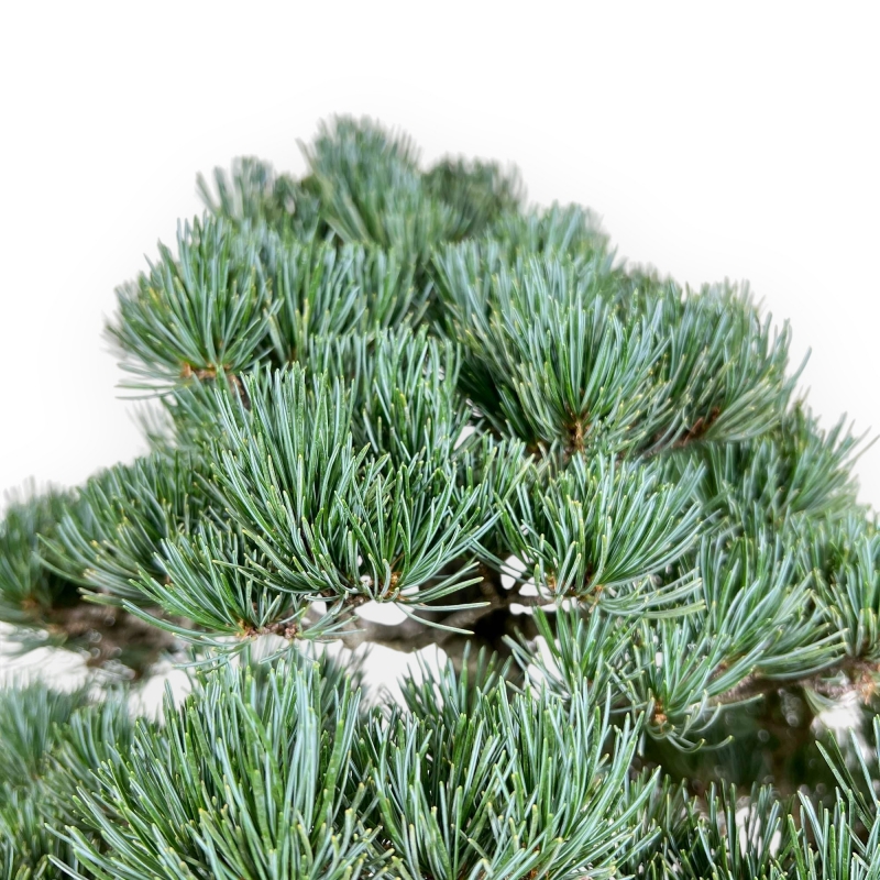 Pinus Pentaphylla - Den - 56 cm