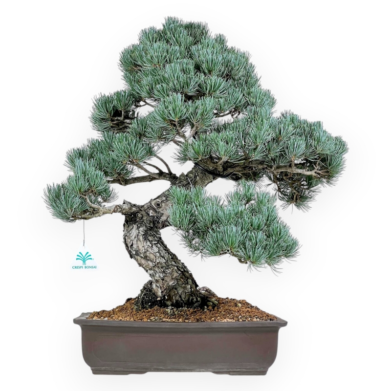 Pinus Pentaphylla - Kiefern - 56 cm
