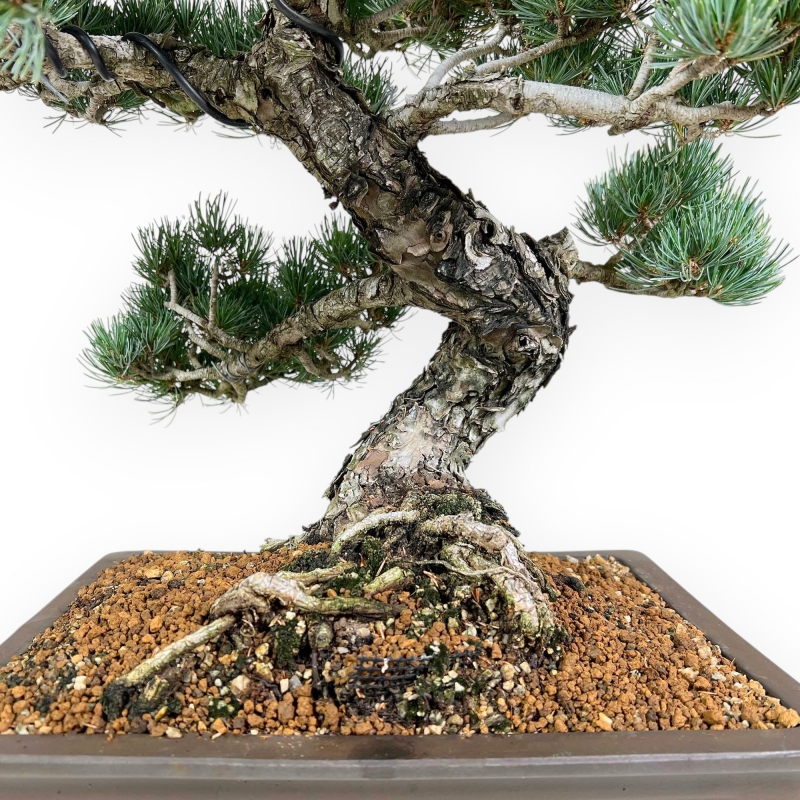 Pinus Pentaphylla - Pine five needles - 56 cm