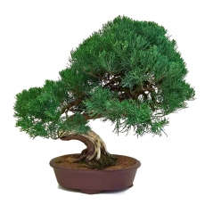 Juniperus chinensis - Genévrier de Chine - 61 cm