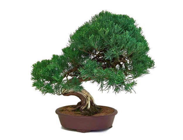Juniperus chinensis - Jeneverbes - 61 cm