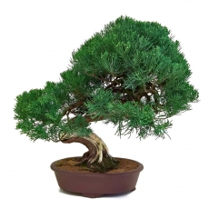 Juniperus chinensis - Juniper - 61 cm
