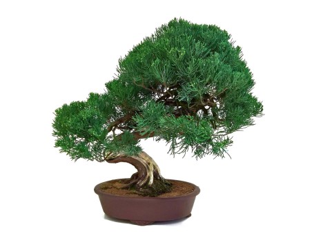 Juniperus chinensis - Juniper - 61 cm