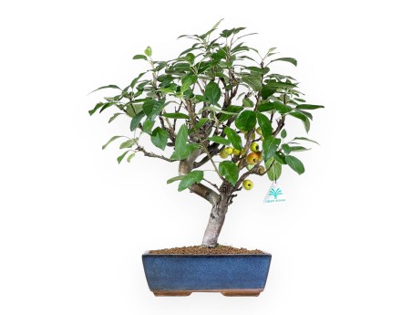 Bonsai di melo da 51 cm | Vaso rettangolare blu