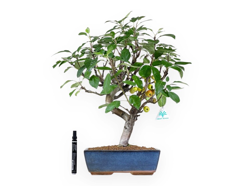 Bonsaï de pommier de 51 cm | Pot rectangulaire bleu
