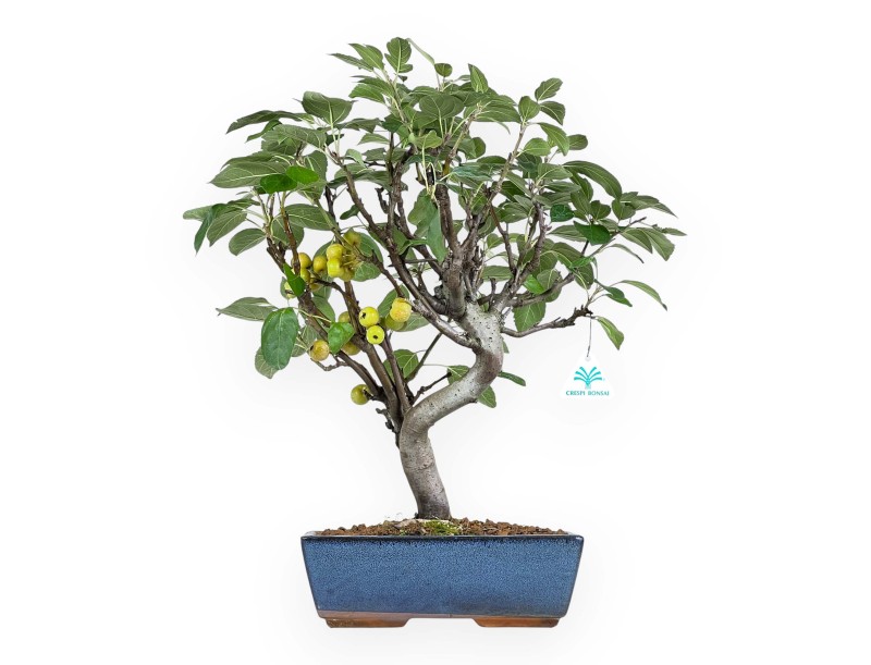 Bonsai di melo da 51 cm | Vaso rettangolare blu