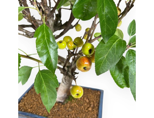 Apfelbaum Bonsai von 51 cm | Rechteckiger blauer Topf 2