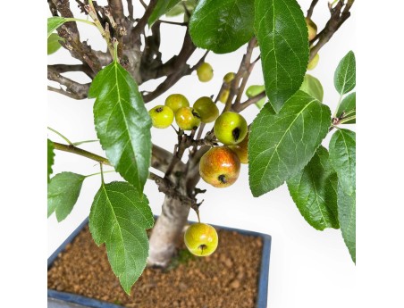 Appelboom bonsai van 51 cm | Blauwe rechthoekige pot