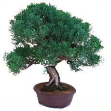 Juniperus chinensis - Genévrier de Chine - 61 cm