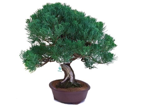 Juniperus chinensis - Ginepro - 61 cm