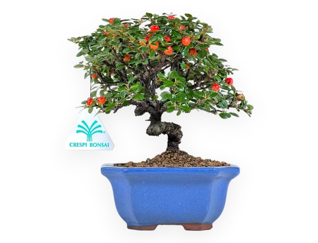 Cotoneaster bonsai 21 cm | Blue rectangular pot