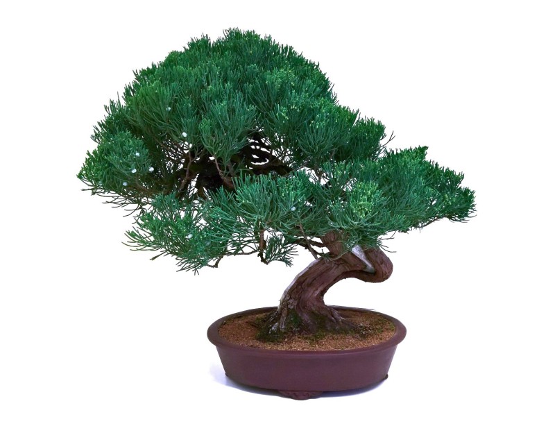Juniperus chinensis - Juniper - 61 cm