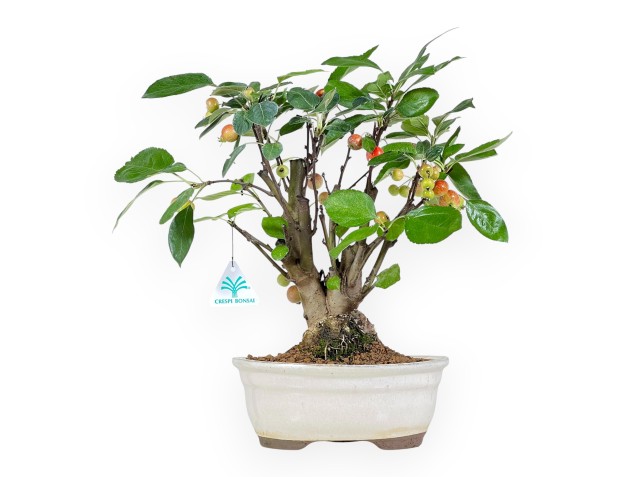 Apfelbaum Bonsai von 39 cm | Ovaler beige Topf