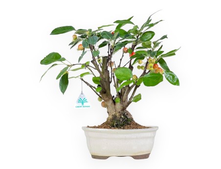 Apple tree bonsai 39 cm | Beige oval pot