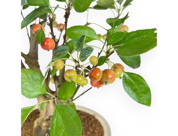 Bonsaï de pommier de 39 cm | Pot ovale beige 2