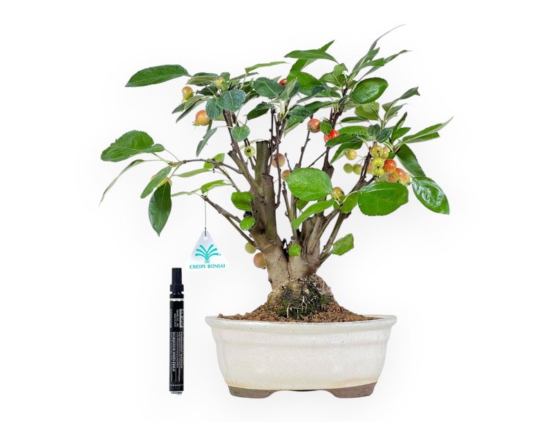 Apfelbaum Bonsai von 39 cm | Ovaler beige Topf