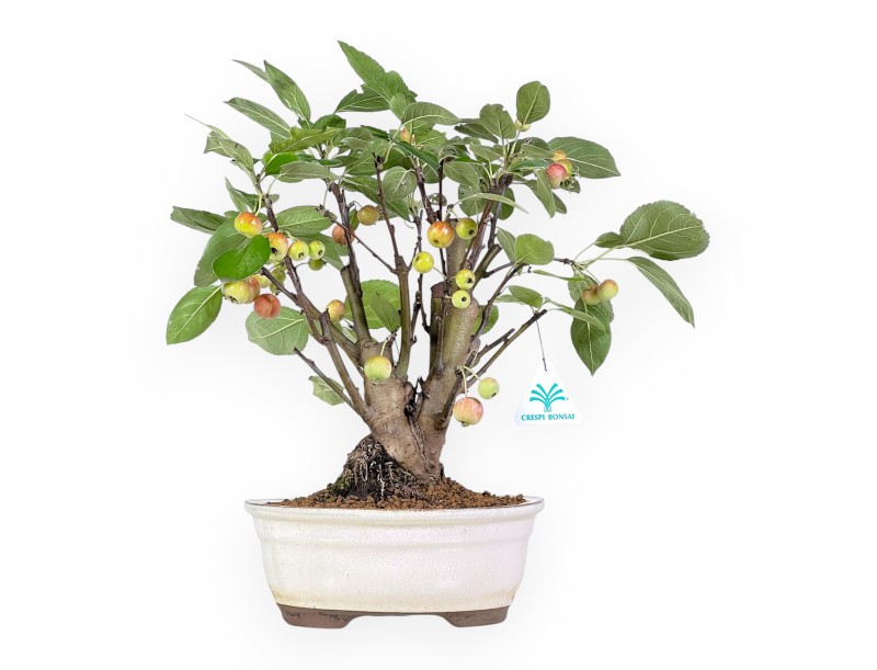 Apfelbaum Bonsai von 39 cm | Ovaler beige Topf