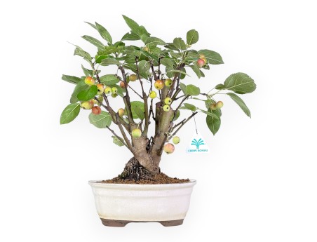 Apple tree bonsai 39 cm | Beige oval pot