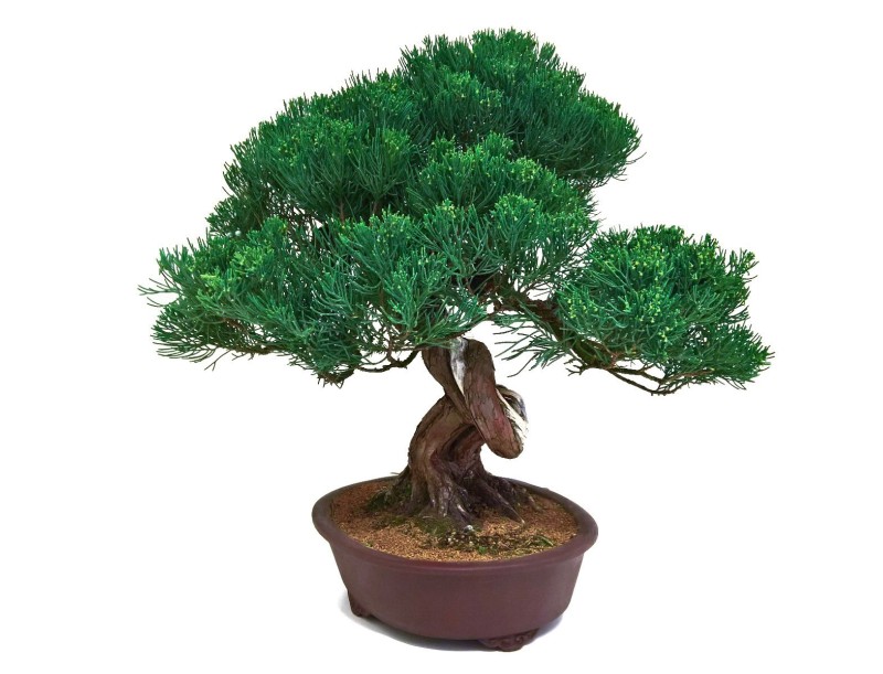 Juniperus chinensis - Jeneverbes - 61 cm