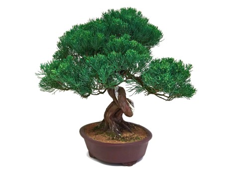 Juniperus chinensis - Jeneverbes - 61 cm