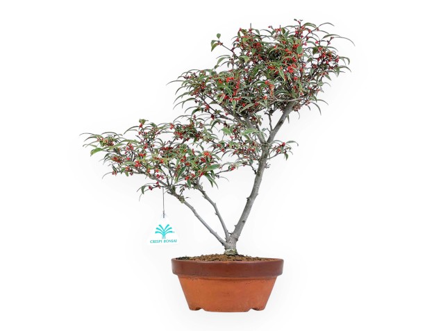 Ilex bonsai 40 cm | Round unglazed growing pot