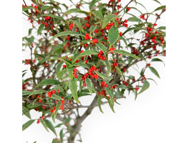 Ilex bonsai 40 cm | Round terracotta pot 2