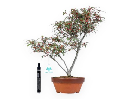Bonsai di Ilex da 40 cm | Vaso tondo in cotto
