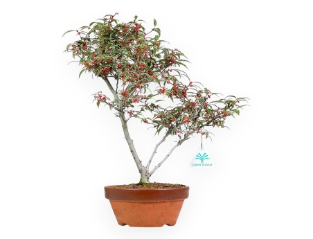 Ilex bonsai 40 cm | Pot rond de culture non émaillé