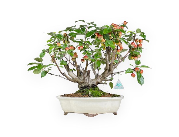 Apple tree bonsai 43 cm | Beige cloud pot