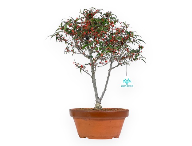 Ilex bonsai 40 cm | Round unglazed growing pot