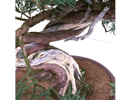 Juniperus chinensis - Ginepro - 61 cm
