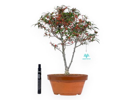 Bonsai di Ilex da 40 cm | Vaso tondo in cotto