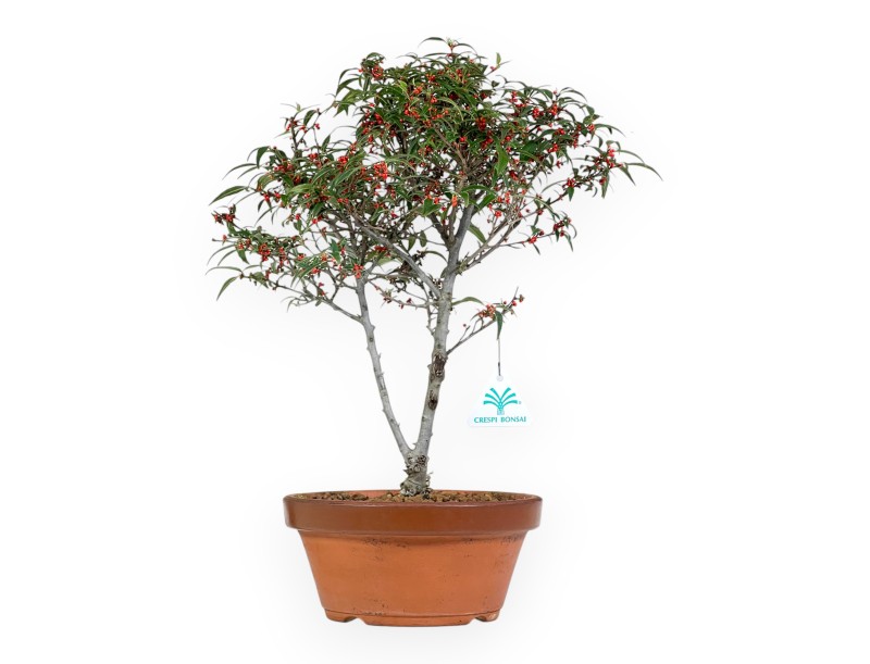 Ilex bonsai 40 cm | Pot rond de culture non émaillé