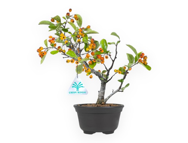 Pourthiaea Villosa bonsai 27 cm  | Round stoneware pot
