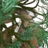 Juniperus chinensis - Ginepro - 61 cm