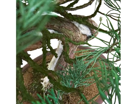 Juniperus chinensis - Jeneverbes - 61 cm