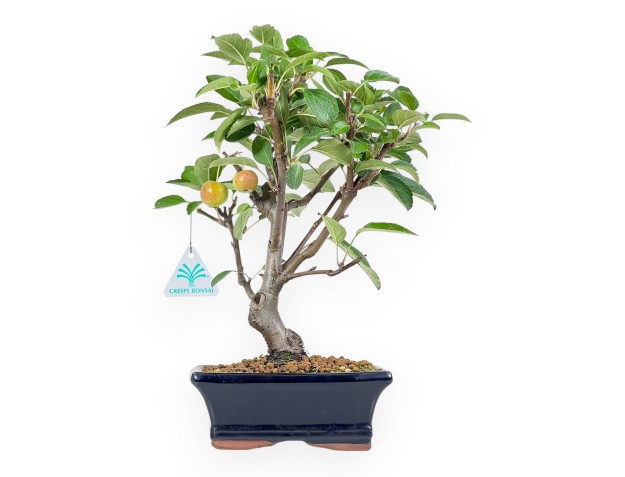 Apple tree bonsai 32 cm| Blue rectangular pot