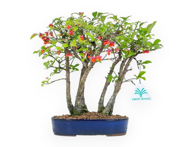 Euonymus bonsai 26 cm | Blue oval pot