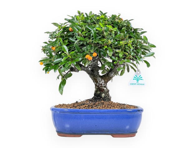 Bonsaï de Pyracantha de 31 cm | Pot ovale bleu